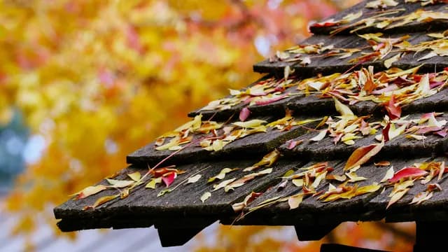 Leaves On Your Roof? Why Debris Build-Up Could Be Damaging Your Shingles